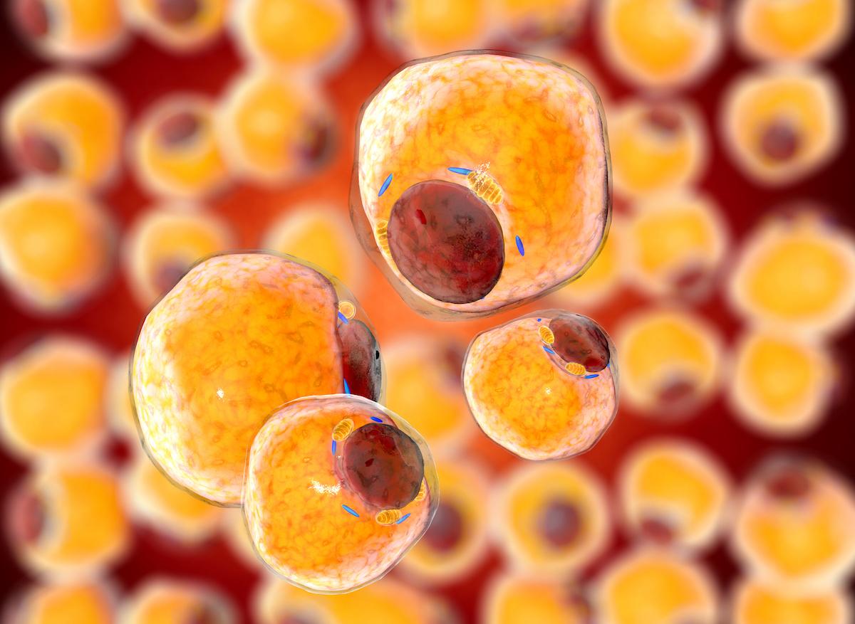 découvrez les mécanismes passionnants de la mémoire des cellules graisseuses et leur impact sur la régulation du poids et la santé métabolique. apprenez comment ces cellules influencent notre capacité à stocker et à brûler des graisses, et explorez les implications pour la perte de poids et le développement de maladies liées à l'obésité.