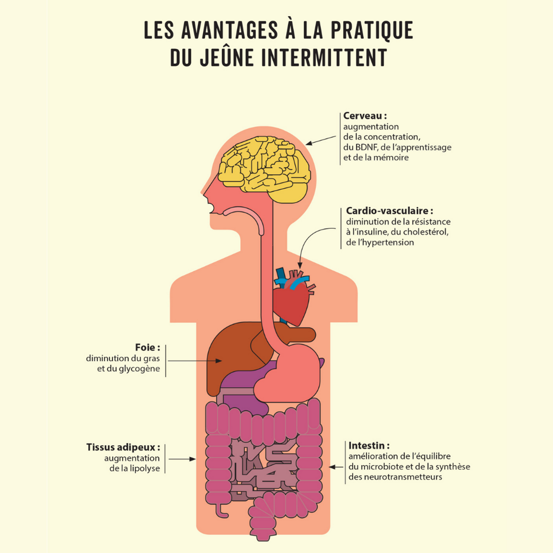 découvrez les secrets du jeûne intermittent en 2024 : méthodes efficaces, conseils pratiques et astuces pour optimiser votre santé et votre bien-être grâce à cette pratique alimentaire révolutionnaire.