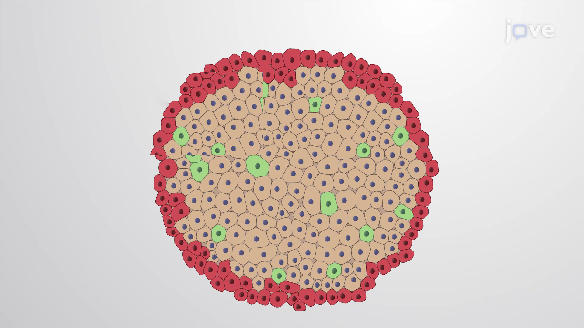 découvrez l'importance du poids dans le processus de renouvellement cellulaire et comment il influence la santé globale. apprenez les mécanismes derrière ce phénomène et les conseils pour optimiser votre bien-être.