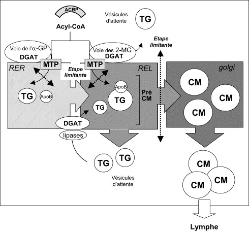 découvrez comment les microbilles influencent l'absorption des graisses dans l'organisme, leur rôle dans la digestion et leurs effets potentiels sur la santé. analyse et explications scientifiques sur ce phénomène.