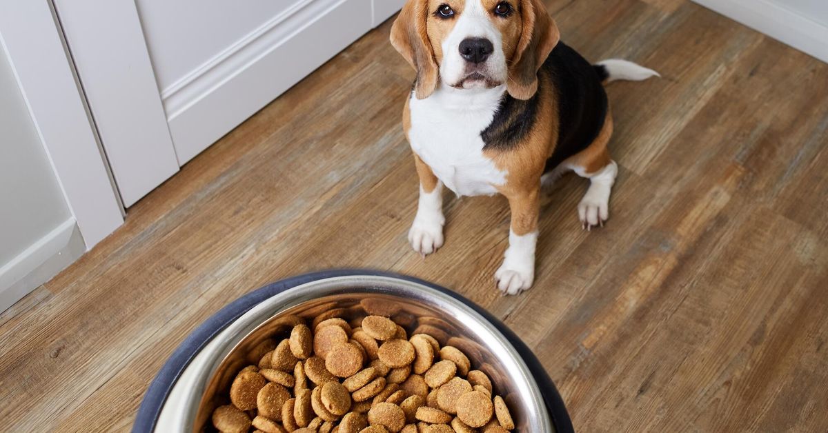 découvrez les meilleures croquettes 2025 spécialement formulées pour chiens en surpoids, alliant nutrition équilibrée et saveurs savoureuses pour garder votre compagnon en pleine forme.