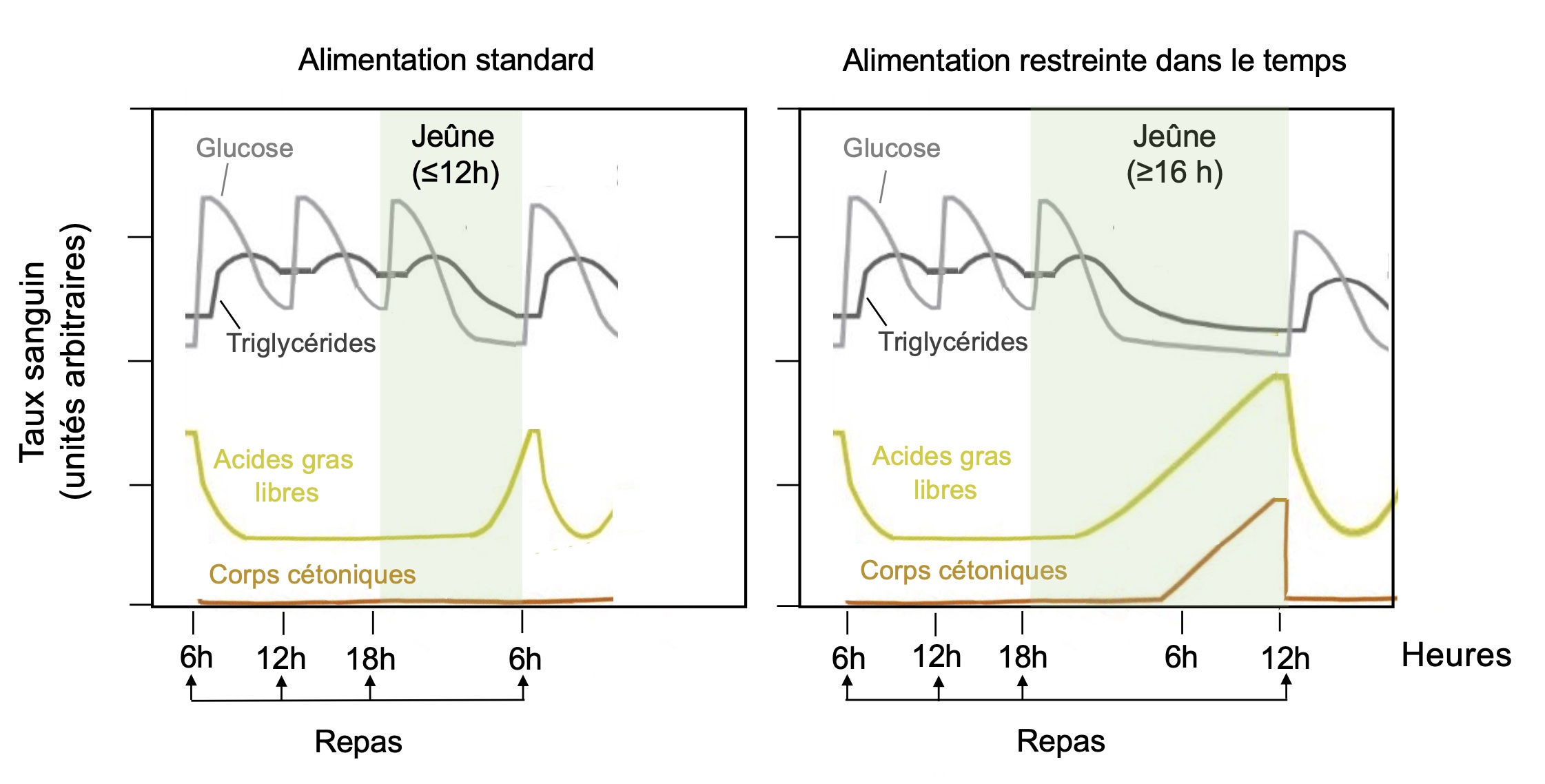 découvrez comment le jeûne intermittent influence la perte de poids, régule le rythme circadien et stimule l'autophagie pour améliorer votre santé globale.